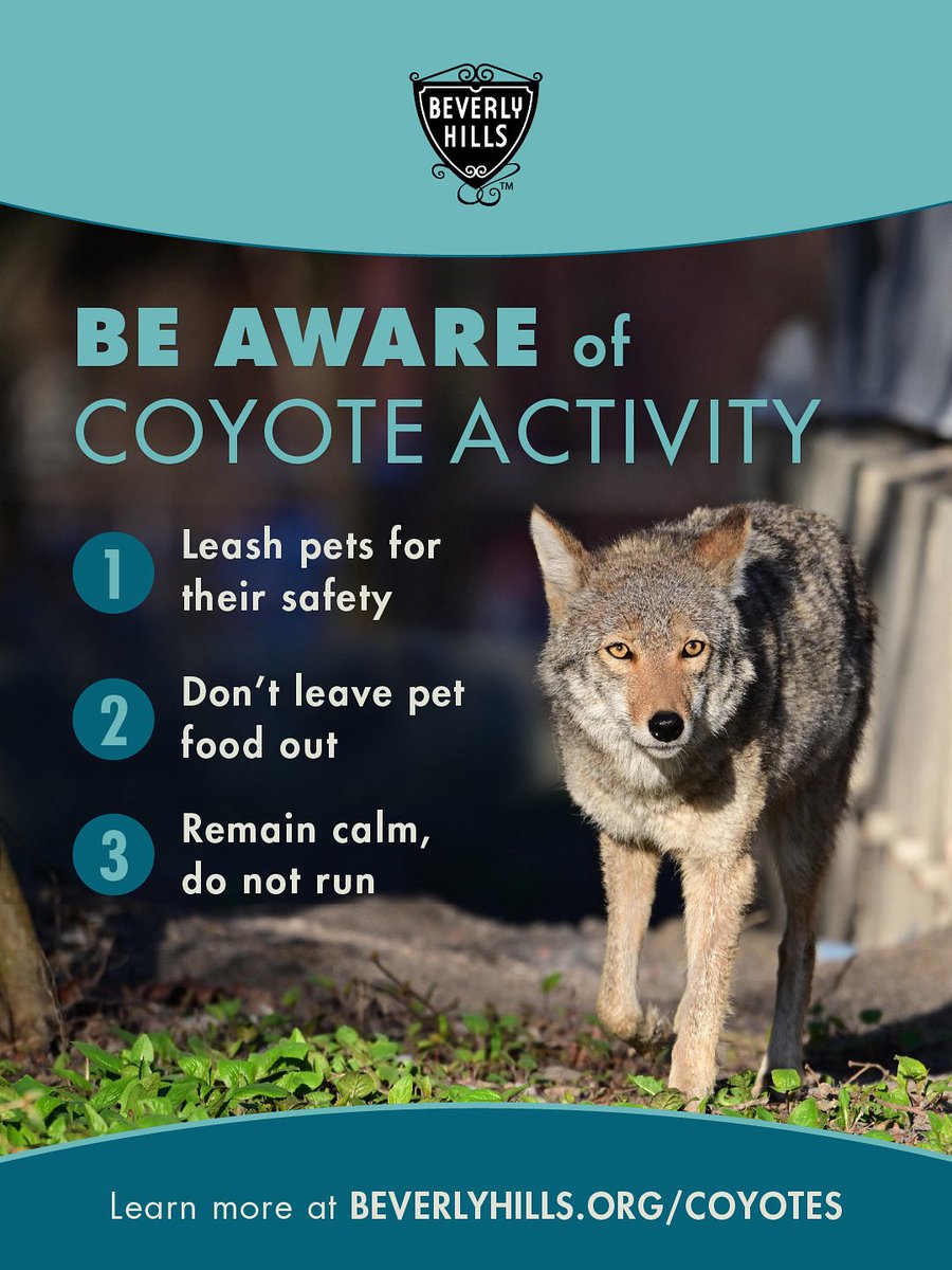 COMMUNITY ALERT: Coyote Activity 🐾
 
Attention all residents of Beverly Hills: We have experienced coyote activity and to ensure the safety of your pets and family, please follow these important guidelines:

For more information, visit beverlyhills.org/coyotes.