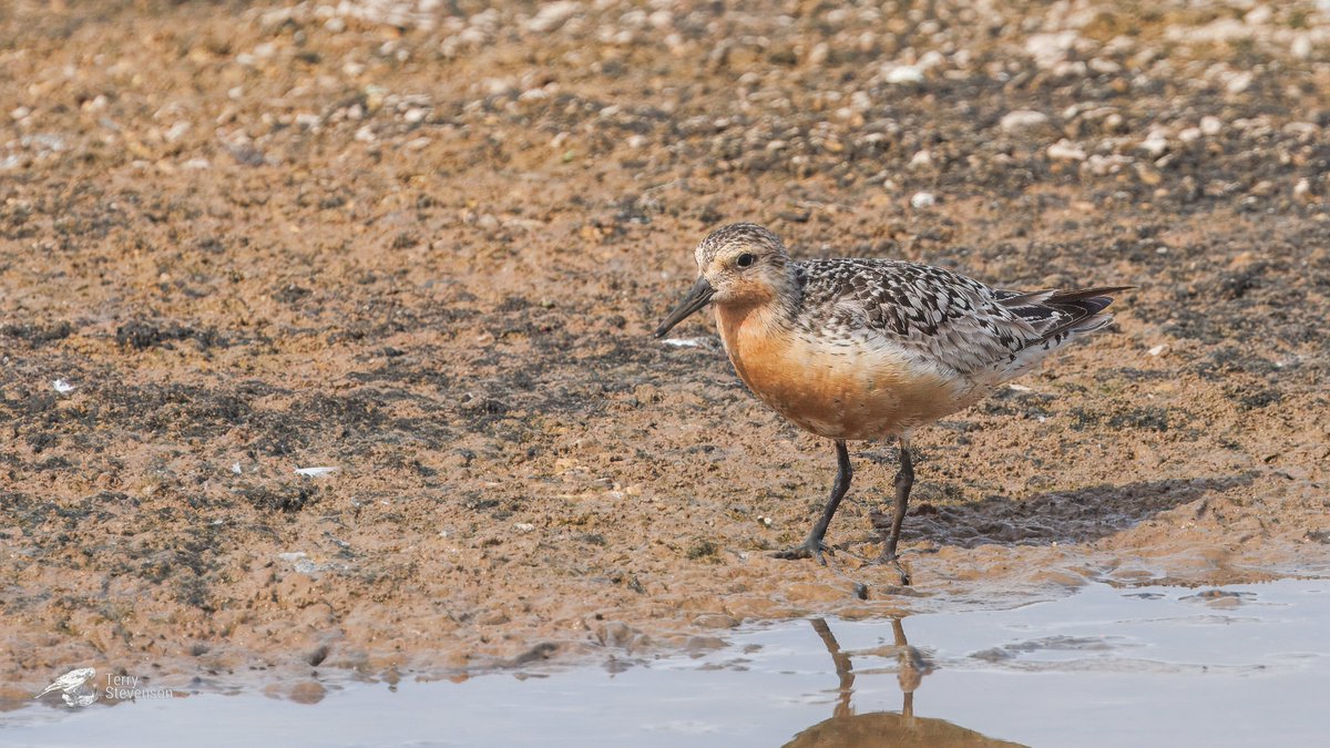 Chulavista21's tweet photo. A #Red_Knot on the tack piece this afternoon @slimbridge_wild #GlosBirds https://t.co/Gp4fHm7bPG