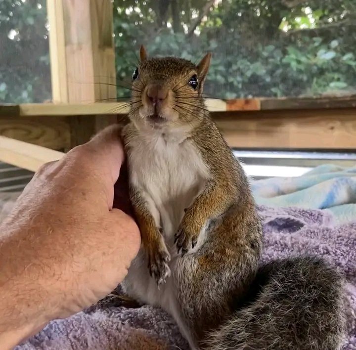 Squirrel Lovers Club (@lovers_squirrel) on Twitter photo 