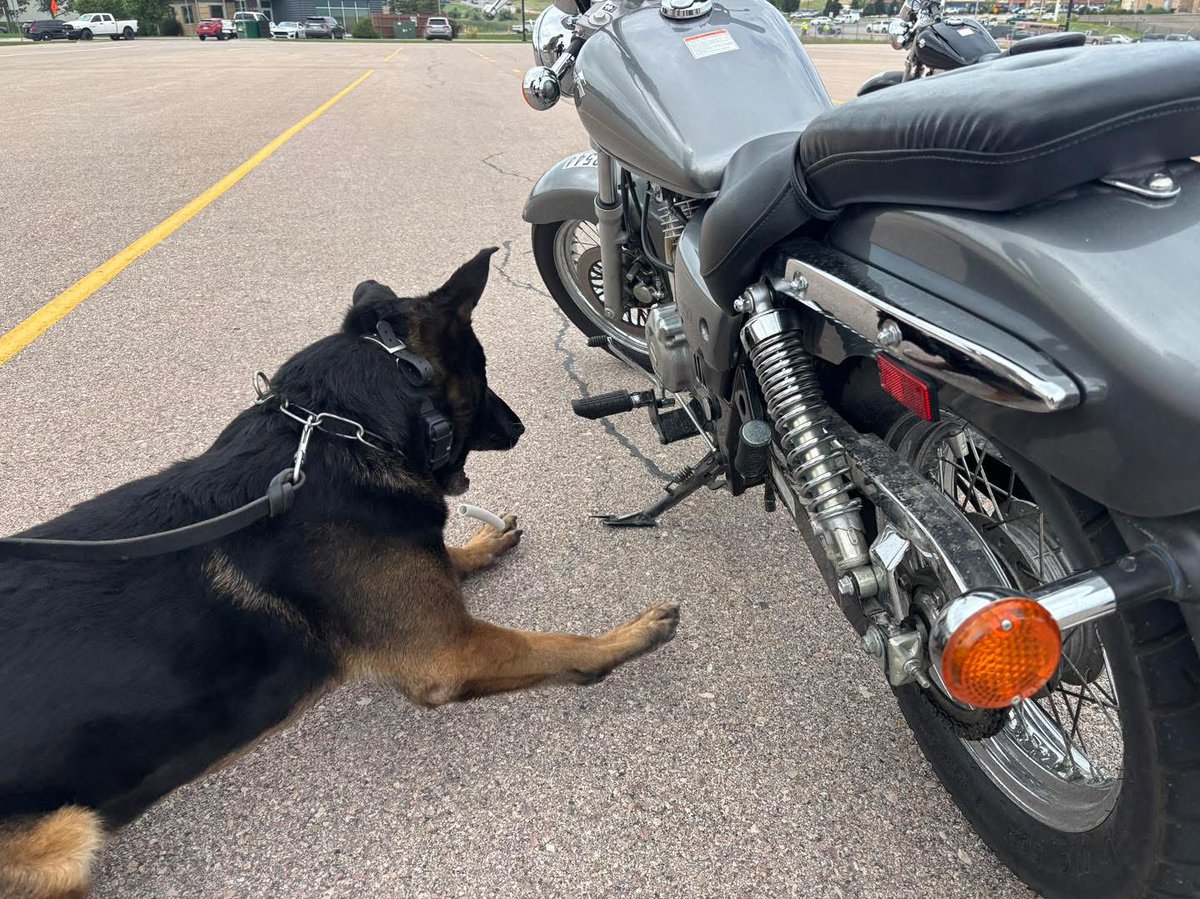 SDHighwayPatrol's tweet photo. As you prepped for the 85th Sturgis Motorcycle Rally, our Police Service Dog Unit did the same. 🐾 🐾
Ride safe. Stay sober. Enjoy Sturgis. 🏍️
#DriveSafeSD #KeepSDSafe #sturgisrally2025 #blackhillssouthdakota #sdhppsdunit https://t.co/VFvomlGYuc