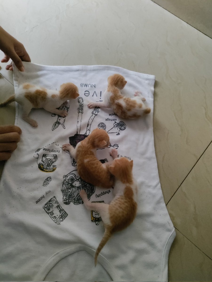 hi everyone, the mother of cats recently passed away and my friend <a href="/PrabhasBeh71492/">Prabhas Behura</a> is looking for someone to adopt them in Delhi
pls reach out to him and rt it as well