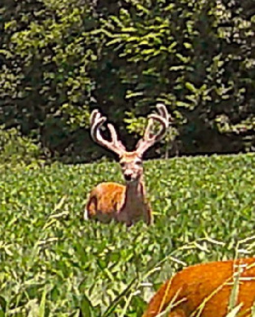 Sydnie Wells (@sydniewells) on Twitter photo BIG LUEYYY 👀 
#deer #hunting BIG LUEYYY 👀 
#deer #hunting