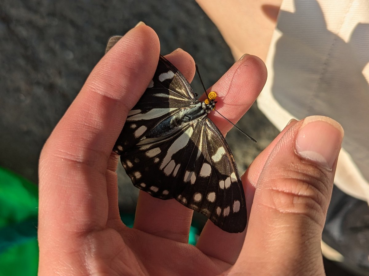 試験一段落したので虫禁解放🪲
久しぶりに近場でひとつまみ🤌🏻
気付かぬうちに夏も終盤ですか