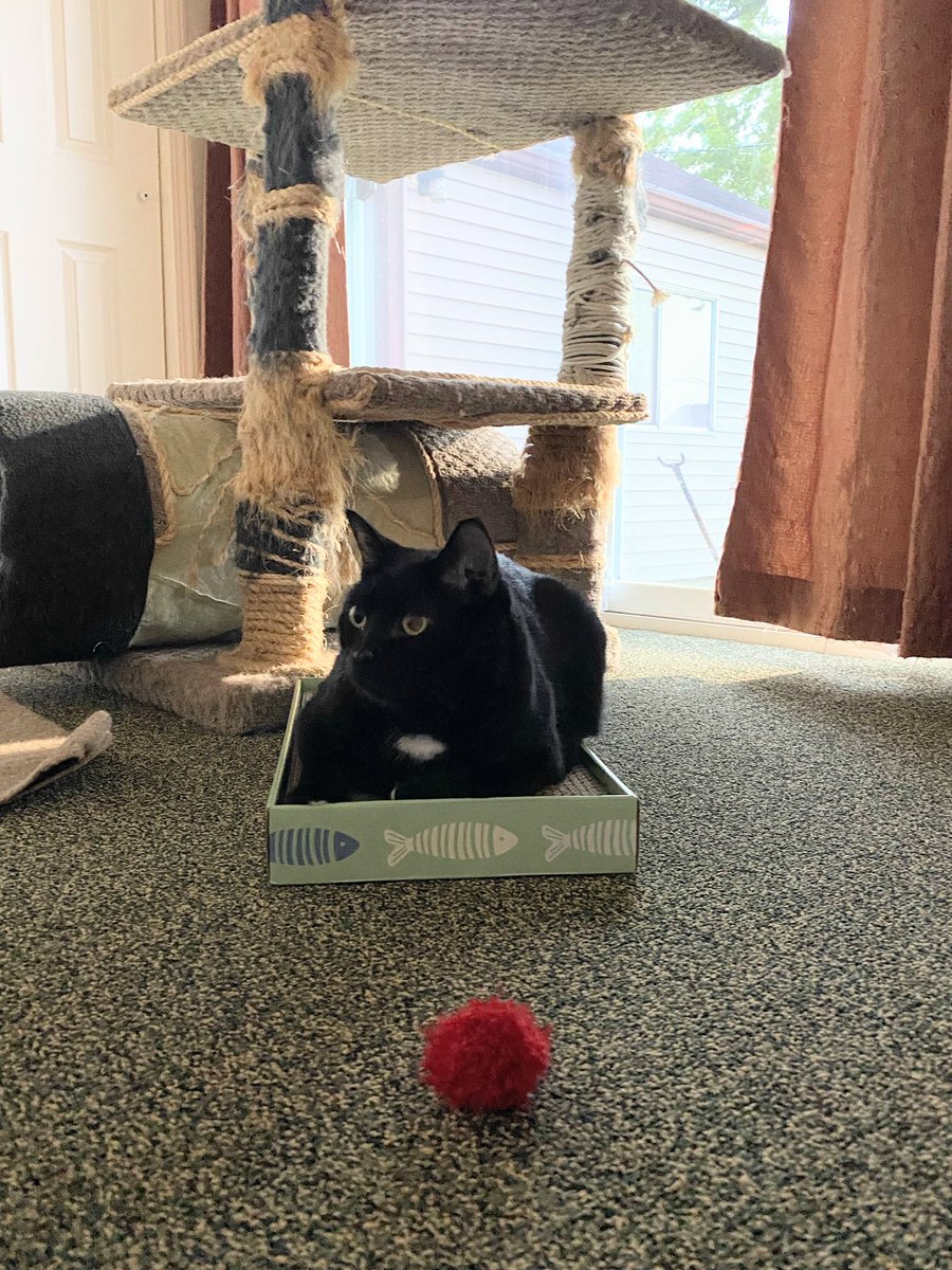 This is kinda like a box, right? -Charlie #catboxsunday #CatsOfTwitter.