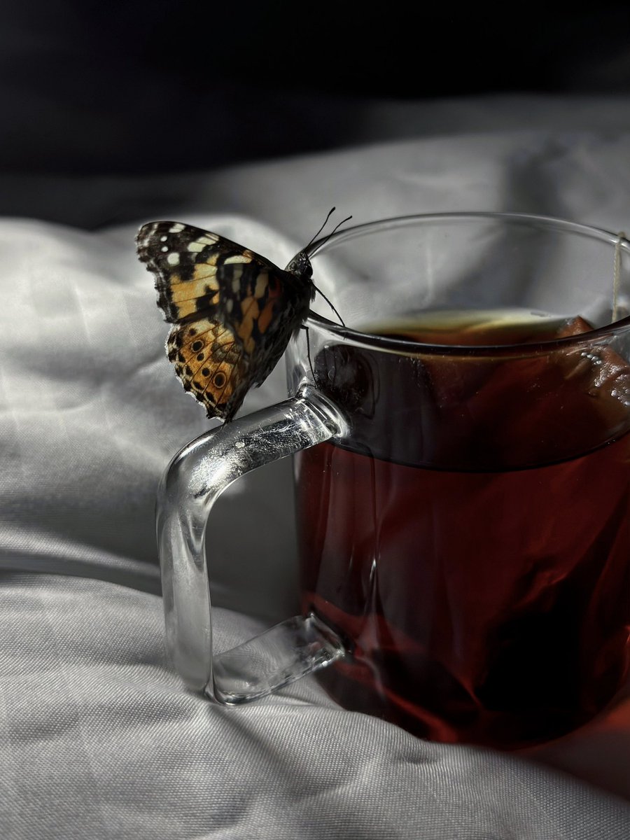 tea99_'s tweet photo. منظر الشاي لوحده مزاج♥️ https://t.co/gBQuN9m5kp