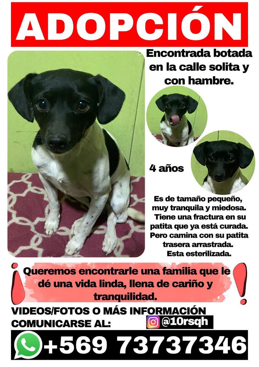 Linda, pequeñita , en adopción responsable, cuatro años aprox . Solo reales interesados rt