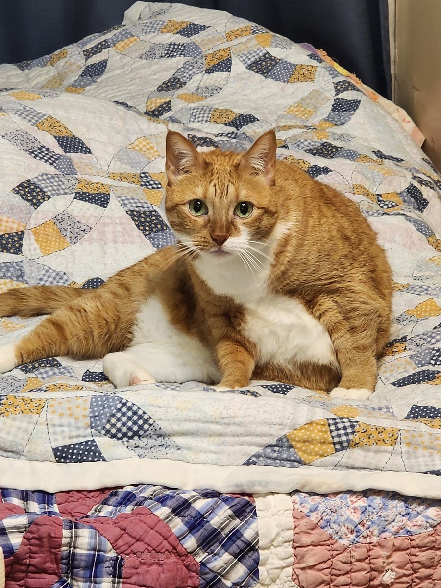 Mine clee sit sundae <a href="/CleeWeezy/">Littol Clee 🧡🖤 Chowder 🤍</a>