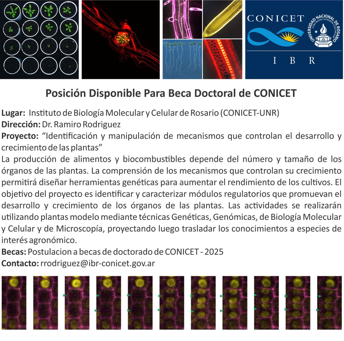 Ramiro Rodriguez (@ramrodri) on Twitter photo 🚨 Buscamos candidatxs para postular a beca doctoral CONICET 2025
🌱 Tema: Regulación del crecimiento en plantas
📍 IBR Rosario | Dirige: Dr. Ramiro Rodríguez
🔬 Genética, genómica, biol. molecular y celular
📩 rrodriguez@ibr-conicet.gov.ar 🚨 Buscamos candidatxs para postular a beca doctoral CONICET 2025
🌱 Tema: Regulación del crecimiento en plantas
📍 IBR Rosario | Dirige: Dr. Ramiro Rodríguez
🔬 Genética, genómica, biol. molecular y celular
📩 rrodriguez@ibr-conicet.gov.ar