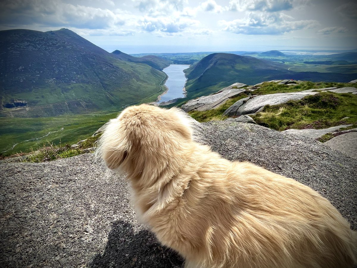 ACVDW's tweet image. “What wonder lies in each mountain day!” #johnmuir ⛰️🐶💙