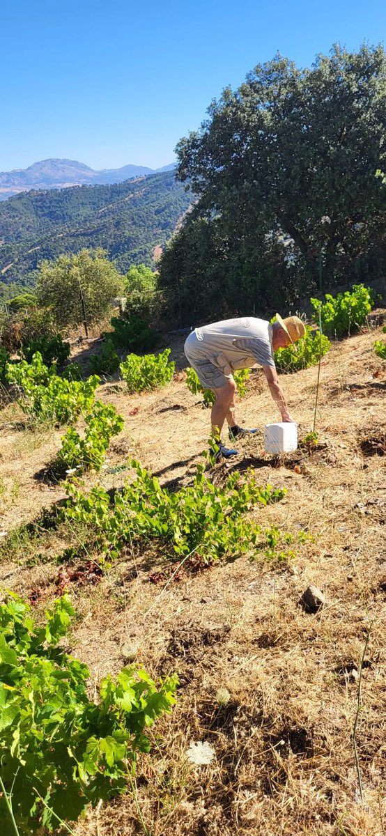 Aso.AmigosConcepcion (@aajbhc) on Twitter photo Con las manos en la tierra, mimando nuestras cepas antiguas que nos darán un buen vino en PN Montes de Malaga
<a href="/sevegodina/">sevegodina</a>
#IgnacioAbella
<a href="/BosqueHabitado/">El Bosque Habitado</a>
<a href="/rtve/">RTVE</a> <a href="/rtveplay/">RTVE Play</a> <a href="/JBHConcepcion/">Jardín Botánico La Concepción Málaga</a> <a href="/tvglobo/">TV Globo 📺</a> Con las manos en la tierra, mimando nuestras cepas antiguas que nos darán un buen vino en PN Montes de Malaga
<a href="/sevegodina/">sevegodina</a>
#IgnacioAbella
<a href="/BosqueHabitado/">El Bosque Habitado</a>
<a href="/rtve/">RTVE</a> <a href="/rtveplay/">RTVE Play</a> <a href="/JBHConcepcion/">Jardín Botánico La Concepción Málaga</a> <a href="/tvglobo/">TV Globo 📺</a>