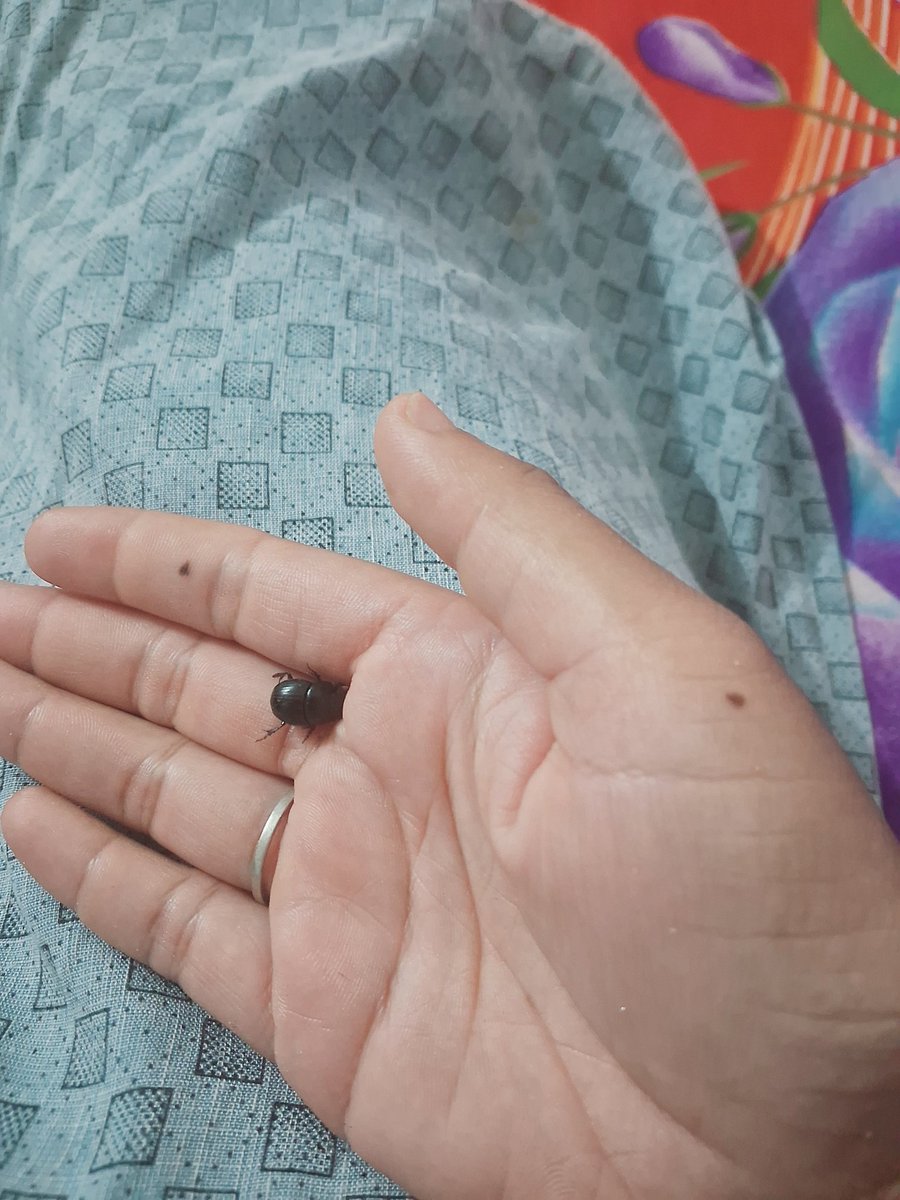 शुभ रात्रि 🙏