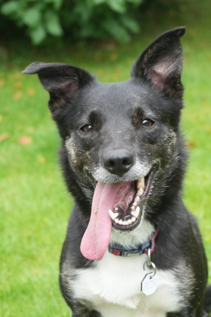 Dog of the week: Gazelle!👑 This little lady wins the award for most time spent playing fetch! Even though she's 7, she still gives all the young pups at Hope a run for their money! 👏⚽

🏡 Apply to adopt Gazelle here: hoperescue.org.uk/adopt-gazelle