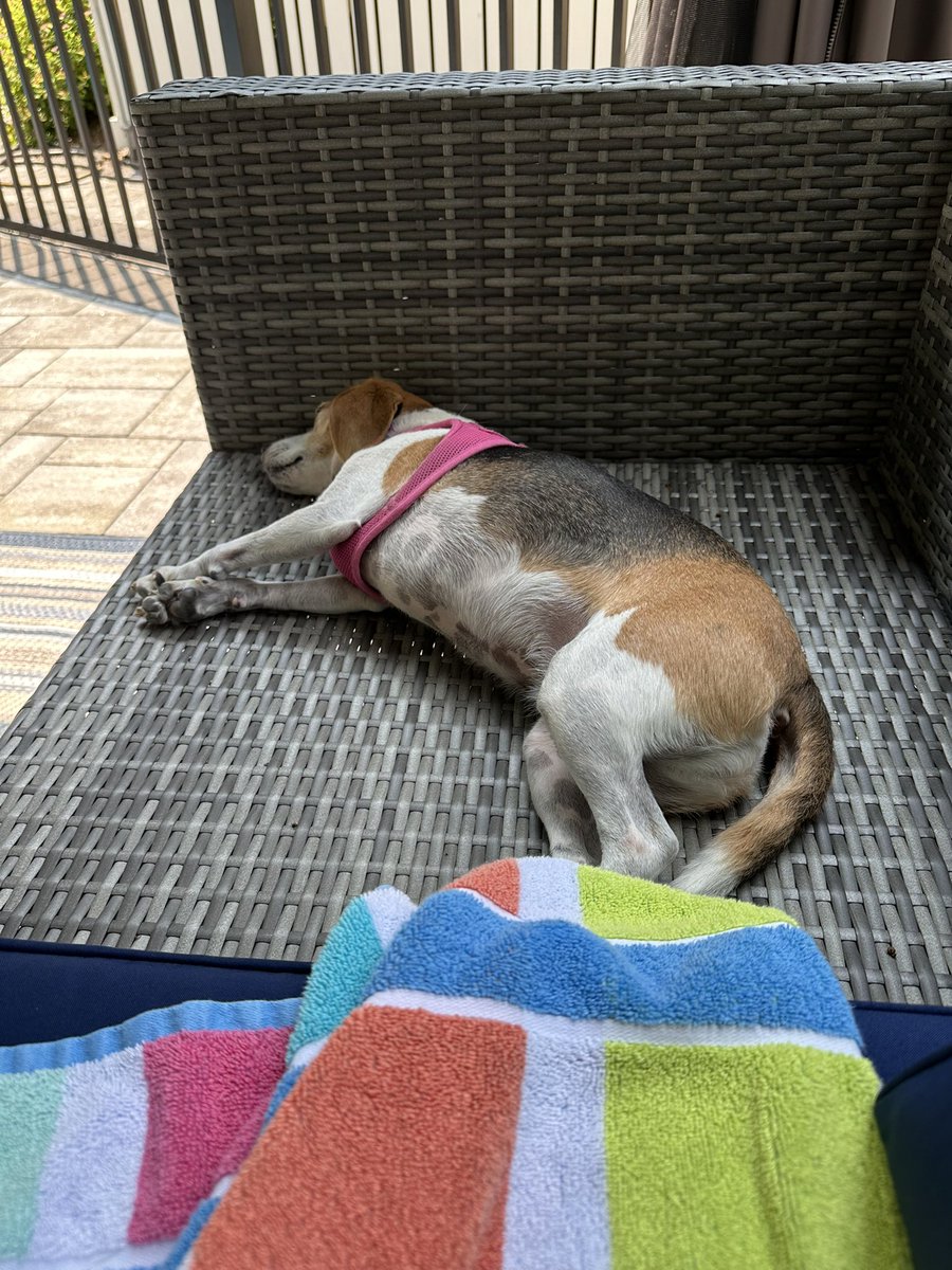 staceystring's tweet image. It’s a dog’s life !  I didn’t put all the cushions out and she picks that one spot to sleep 🙄