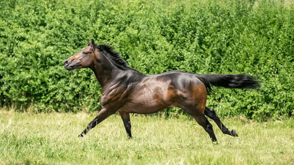 Ardad colt Tadej picks up a first Group success in the Prix de Cabourg. 

The juvenile was bred by Star Cottage Stud and Mr N O'Keeffe out of the Frankel mare Tilly Frankl, a daughter of Group 1 winner Ribbons and sister to Melbourne Cup runner-up Soulcombe.

Tadej sold to Ard
