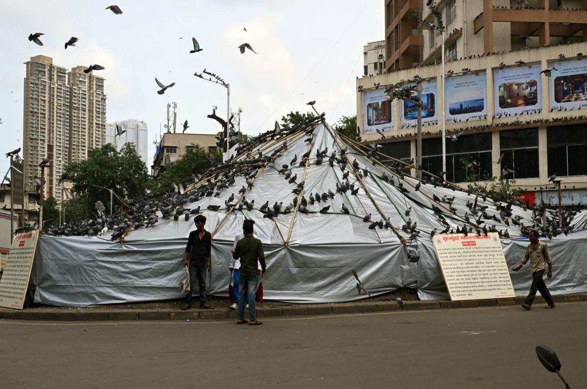 Richa Pinto (@richapintoi) on Twitter photo BMC has totally covered by Dadar Kabutarkhana today from all sides. Feeding of pigeons will attract penal & legal action said officials. Pics shot by <a href="/sanjayhTOI/">sanjay hadkar</a> BMC has totally covered by Dadar Kabutarkhana today from all sides. Feeding of pigeons will attract penal & legal action said officials. Pics shot by <a href="/sanjayhTOI/">sanjay hadkar</a>