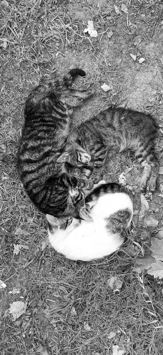 Kadim kedi felsefesi: Yin Yang Yat.