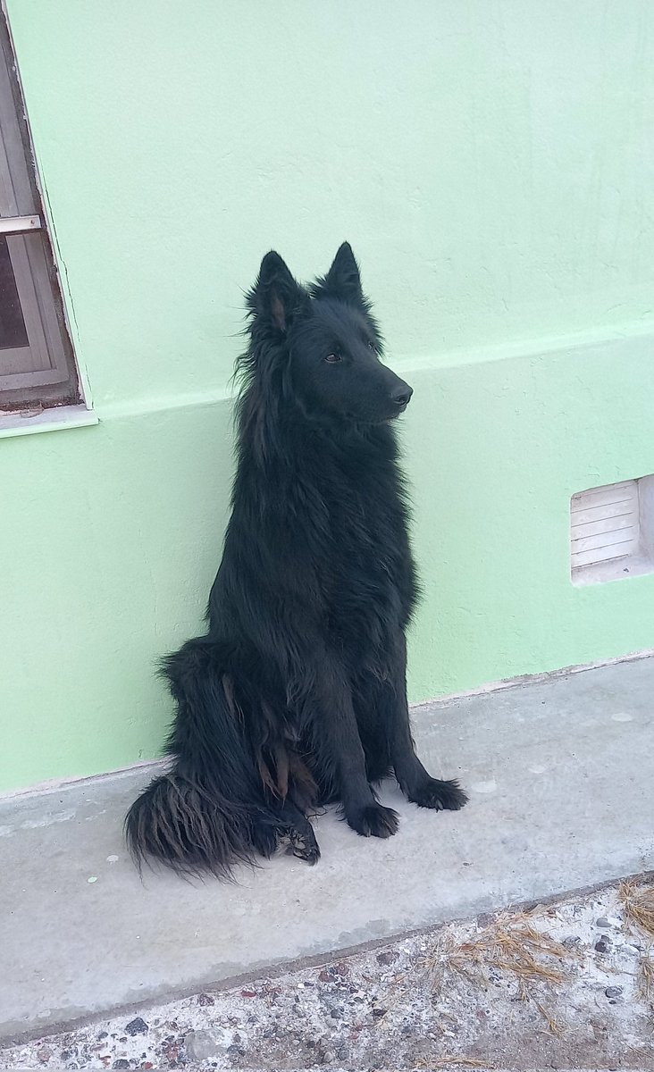 El inspector de pinturas.😁🎨🐕🥰