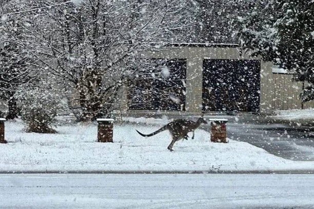Meanwhile down under…
Yes it is winter in Australia but snow is unusual in most areas and some locals received more snow than they have seen in two decades.