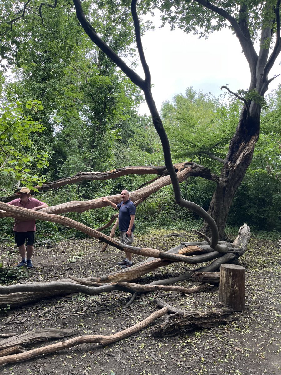 Checking out victims of lightning strikes in our local Sydenham Woods.