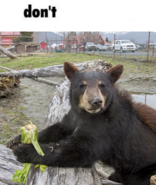 BearyDales (@bearydales) on Twitter photo 