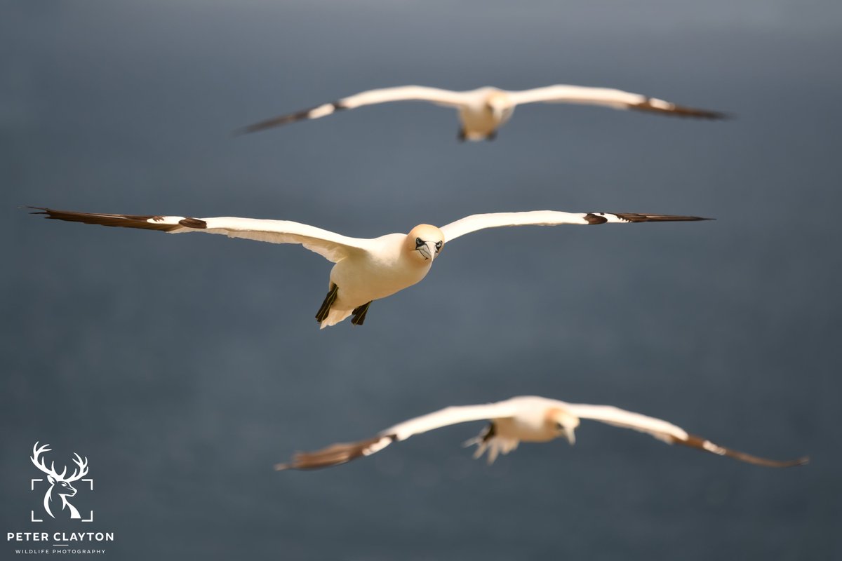 Just like London buses, you wait for one to come along then three turn up at once. This was exactly what happened with this shot. Flying in perfect formation this squadron of northen gannets filled the frame making for a wonderful image
#northerngannet #flying #squadron #birds