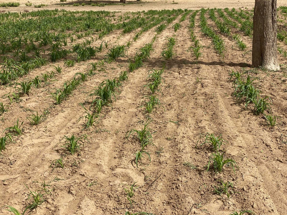 410MoBamba's tweet image. Bref Lamb defa haram😭, revenons sur l&apos;agriculture.
Amna baykat yo xamni depuis l&apos;Antiquité ba légui dougoub ag guerté rk lagnouy bay, tei amatougn si sax rendement.
CAC yi mom, bou moderniser woul sén habitudes yi, sécurité alimentaire rewmi douko mëss am. #AgriCheck 

📌Baol 🌿