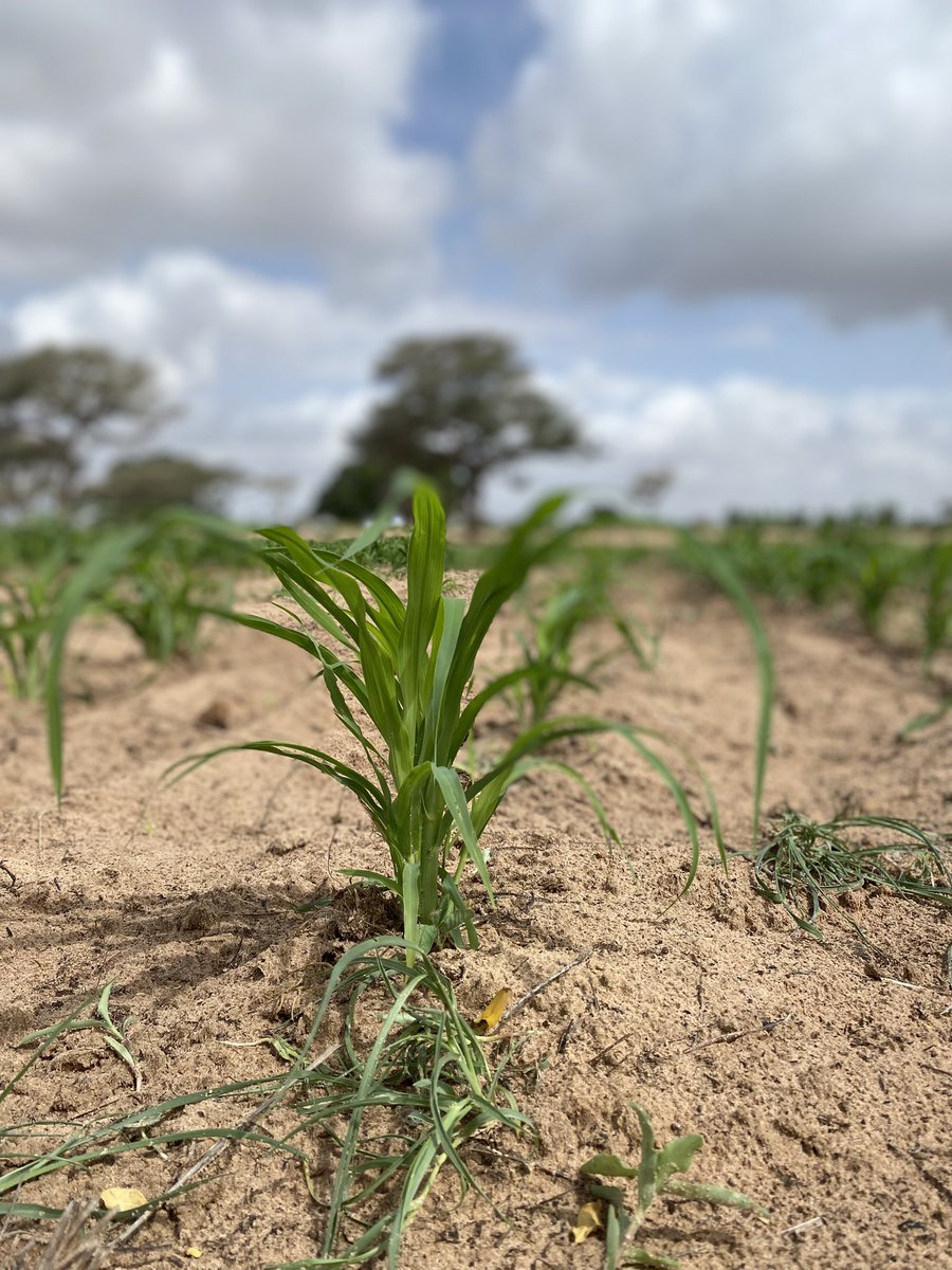 410MoBamba's tweet image. Bref Lamb defa haram😭, revenons sur l&apos;agriculture.
Amna baykat yo xamni depuis l&apos;Antiquité ba légui dougoub ag guerté rk lagnouy bay, tei amatougn si sax rendement.
CAC yi mom, bou moderniser woul sén habitudes yi, sécurité alimentaire rewmi douko mëss am. #AgriCheck 

📌Baol 🌿