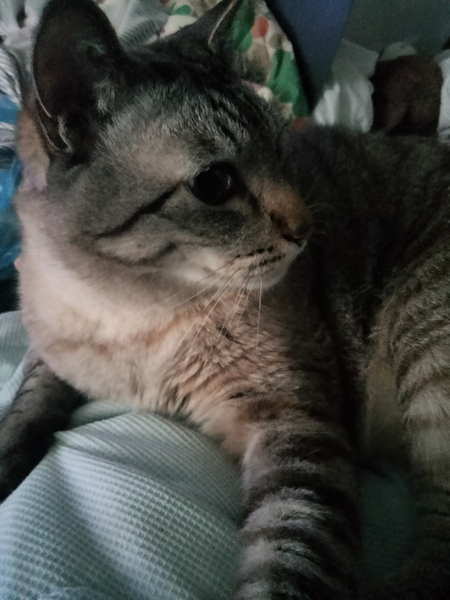 にゃんネルホワイトタイガー (@WQ1WZoS1kerdctf) / X