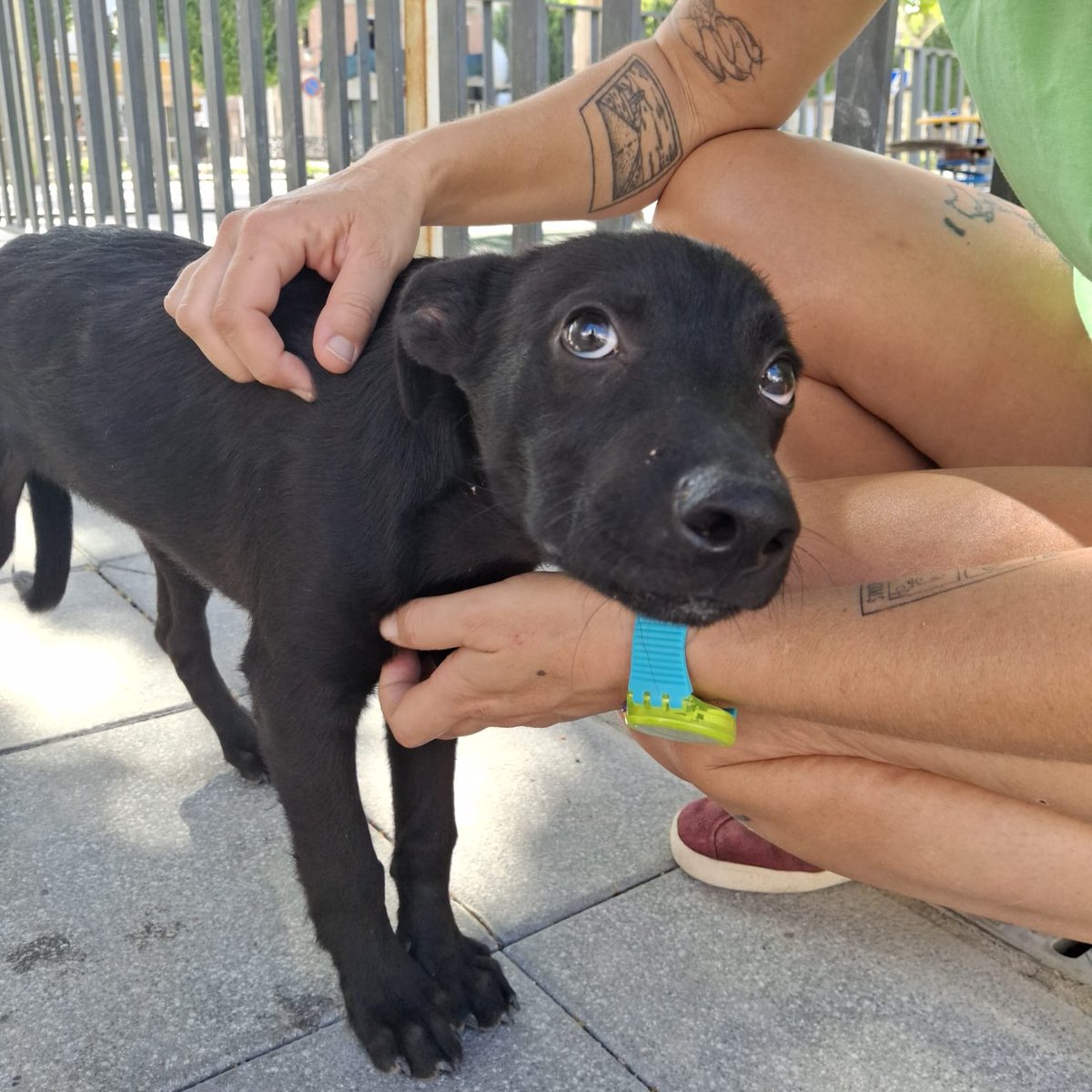 NUEVA VIDA ADOPCIONES (@nuevavidaadop) on Twitter photo #madrid
NILO cachorrete abandonado en las calles deshidratado y hambriento
Su mirada lo dice !TODO!
Tiene 4 meses
Sociable con niños🐶🐱
NECESITA #adopcionresponsable
Se entrega chipado,vacunado,desparasitado y CON compromiso de castracion
CONTACTO📩 facenuevavida@gmail.com #madrid
NILO cachorrete abandonado en las calles deshidratado y hambriento
Su mirada lo dice !TODO!
Tiene 4 meses
Sociable con niños🐶🐱
NECESITA #adopcionresponsable
Se entrega chipado,vacunado,desparasitado y CON compromiso de castracion
CONTACTO📩 facenuevavida@gmail.com