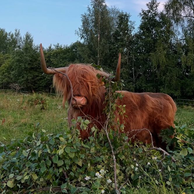 Cow of the Day🐮 tweet media