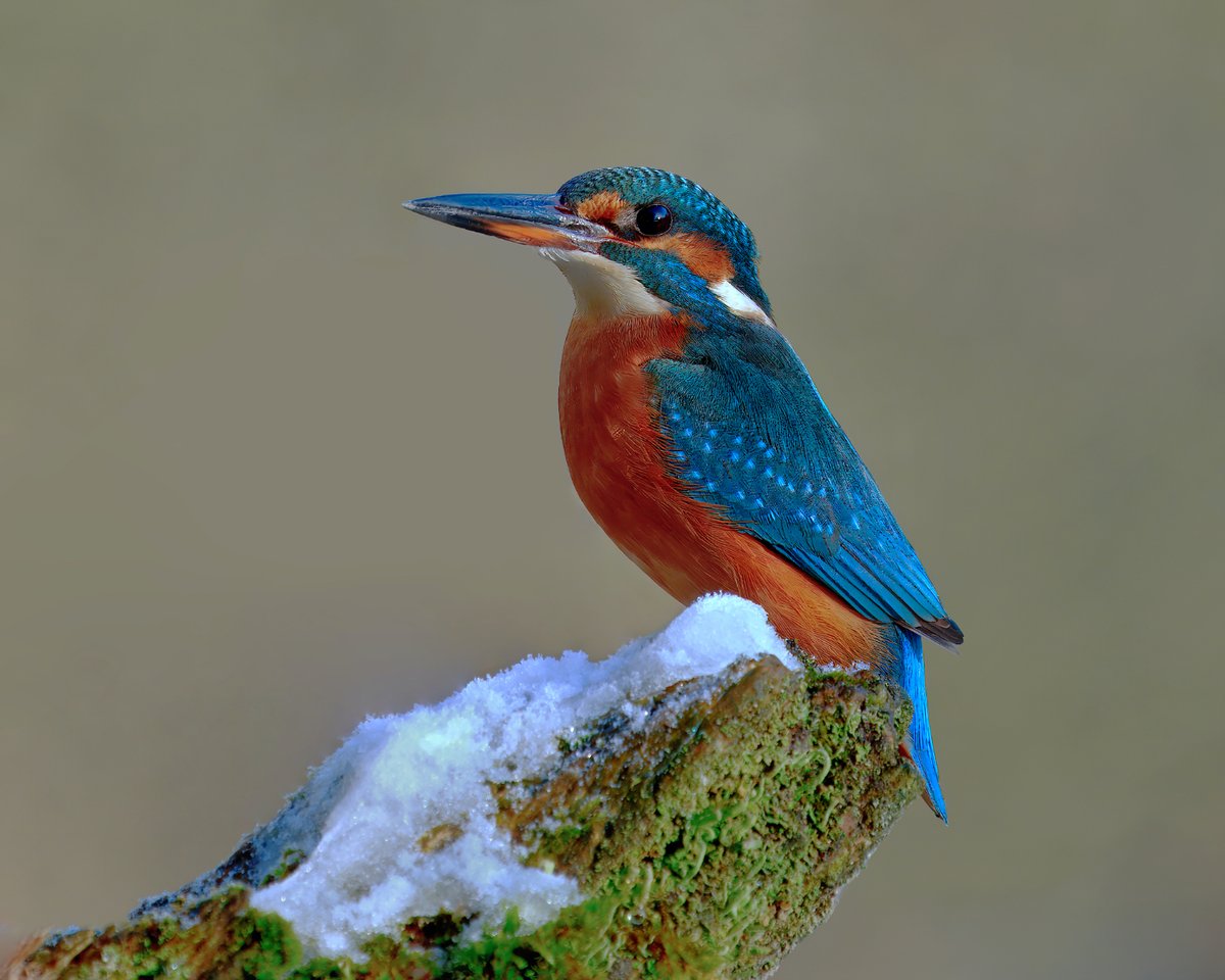 Mark_B_J's tweet photo. Kingfisher at Sammy's Basin #daisynook #kingfisher #sammysbasin #oldham #manchester #snow #bokeh #NaturePhotography #countrypark #beautiful #treestump #failsworth #alcedoatthis https://t.co/AefQbCCUFQ