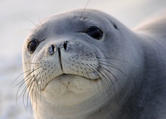 bu su iti’yə daha çox bəyəni gələcək