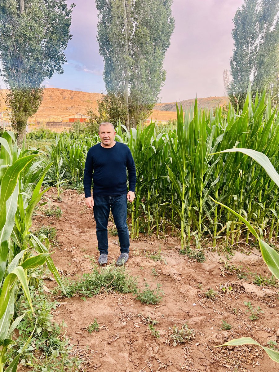 Hayvancılık sektöründe  kaba yem ihtiyacının artış göstermesi doğal olarak silajlık mısır üretmek  girdi maliyetlerinin   düşürülmesi  neden olmuştur. 
Mısırın silaj olarak üretime katkısı et ve süt hayvancılığımızda verimin artırılması yönüyle büyük önem taşımaktadır.