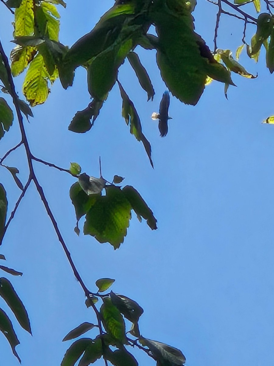Harder than I would have thought to capture a bald eagle in flight...  tried to get 3 in frame but yeah, no