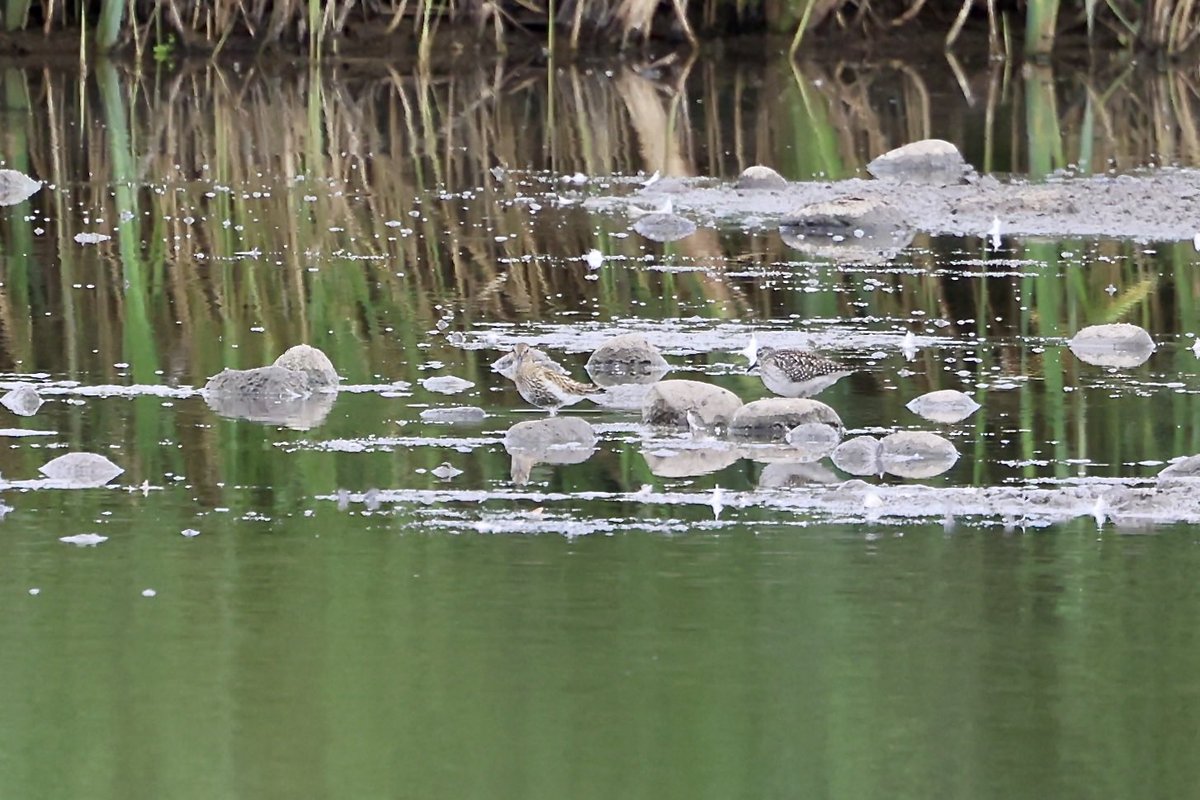 David Hateley (@davidhateley) on Twitter photo A few from today at <a href="/RSPBMiddleton/">RSPB Middleton Lakes</a> today <a href="/Natures_Voice/">RSPB</a> <a href="/WestMidBirdClub/">West Midland Bird Club</a> <a href="/Staffsbirdnews/">Staffs Bird News</a> A few from today at <a href="/RSPBMiddleton/">RSPB Middleton Lakes</a> today <a href="/Natures_Voice/">RSPB</a> <a href="/WestMidBirdClub/">West Midland Bird Club</a> <a href="/Staffsbirdnews/">Staffs Bird News</a>