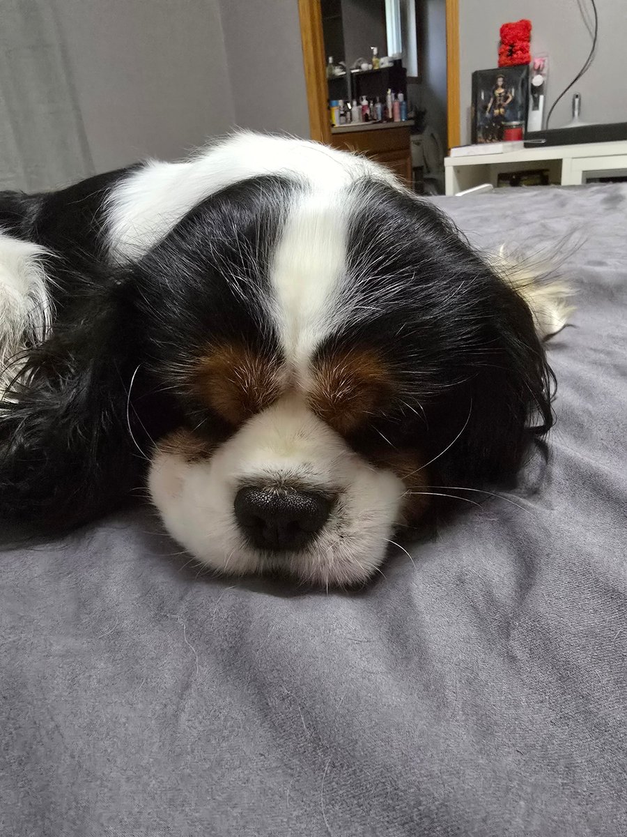 Worn out already. ❤️❤️🐾🐾🇺🇲