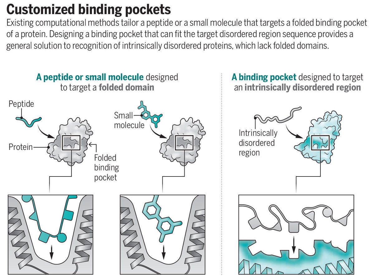 In a new Science study, researchers report a powerful tool to design small, folded protein domains that interact tightly with intrinsically disordered protein regions.

The authors suggest potential applications in cellular imaging, in vitro peptide capture, and modulating cell