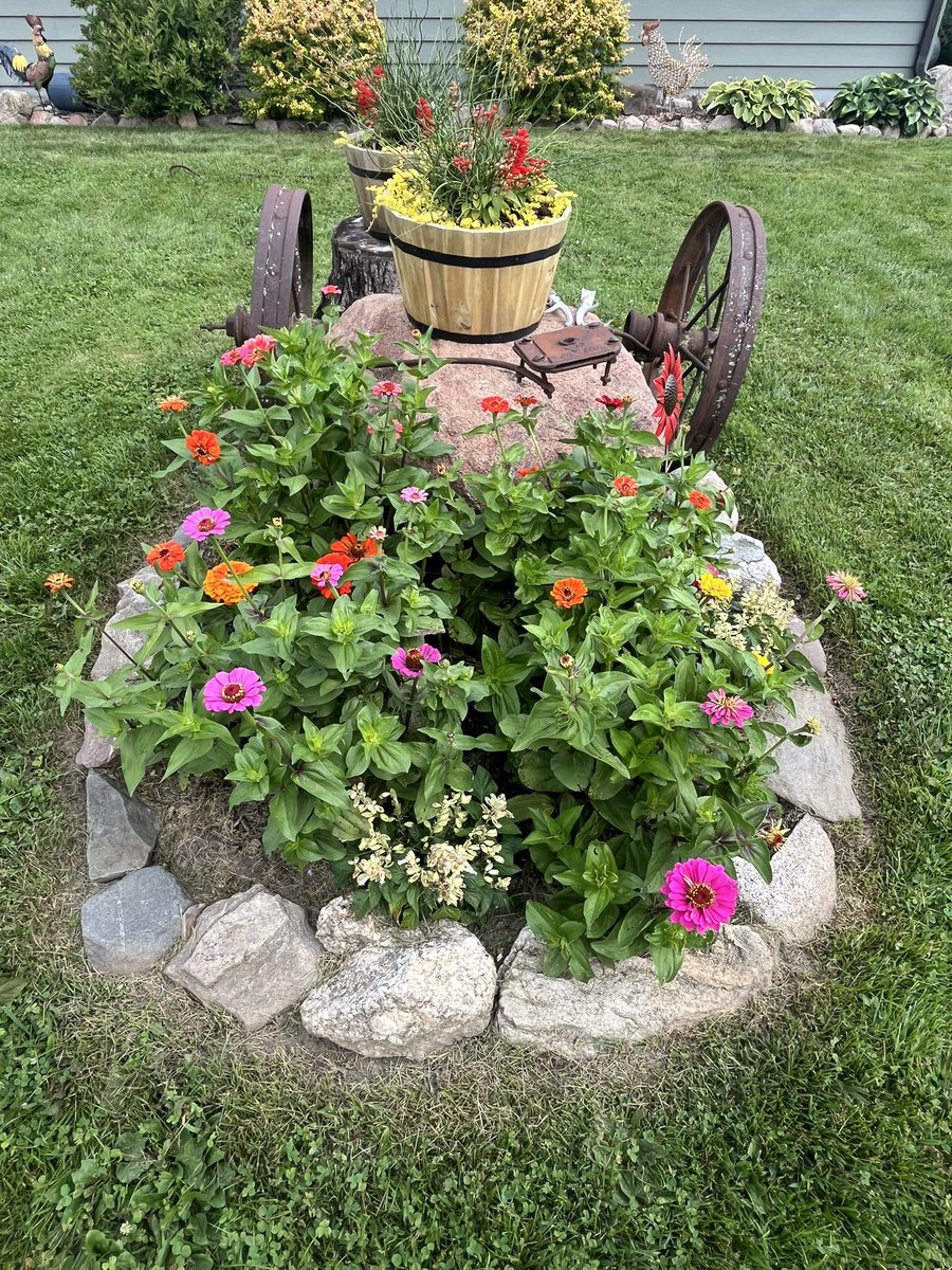 payzo80's tweet photo. @_TimGrady Previous posts of yours made me want to give them a try. Glad I did, easy and beautiful. They’ll be a regular in our future gardens. https://t.co/yXw2on2MhW