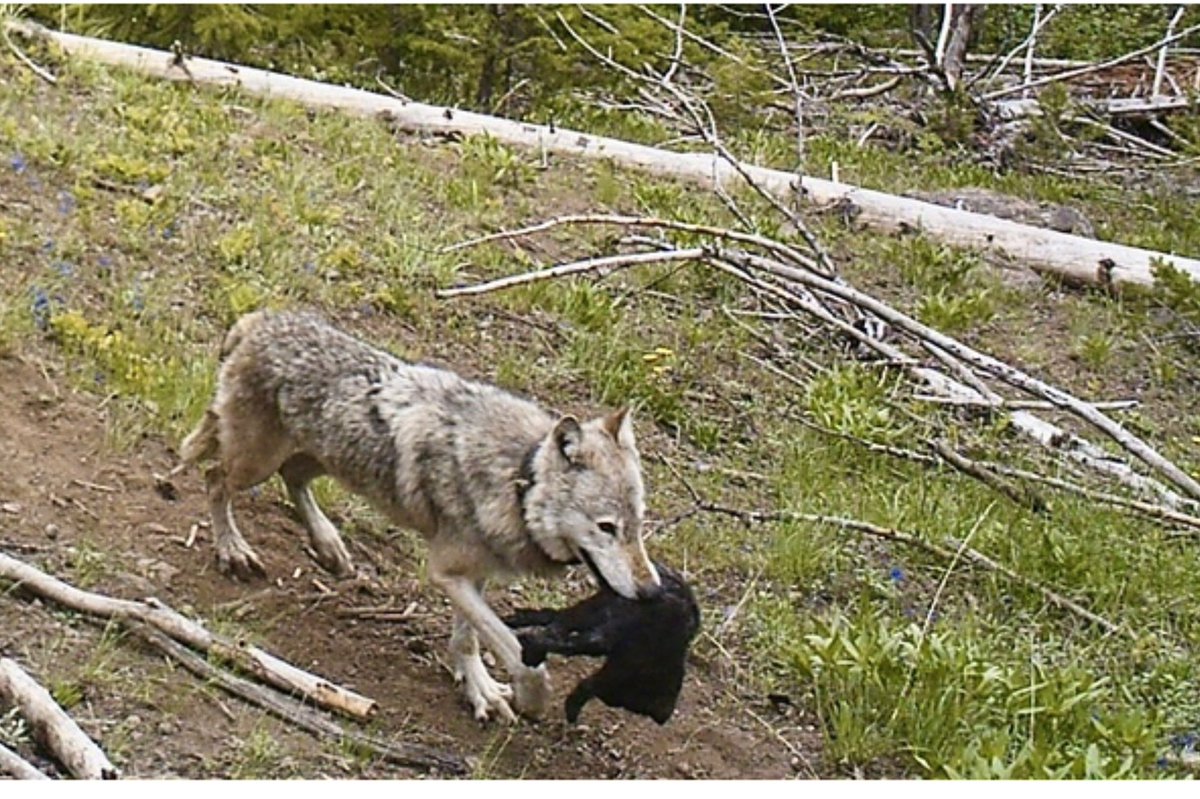 Un artículo recién publicado documenta como los lobos 🐺 en Yellowstone NP (EEUU) trasladan a sus cachorros a grandes distancias (+20 km) para poder seguir  la migración estacional de los alces.
-sciencedirect.com/science/articl…
-phys.org/news/2025-08-g…