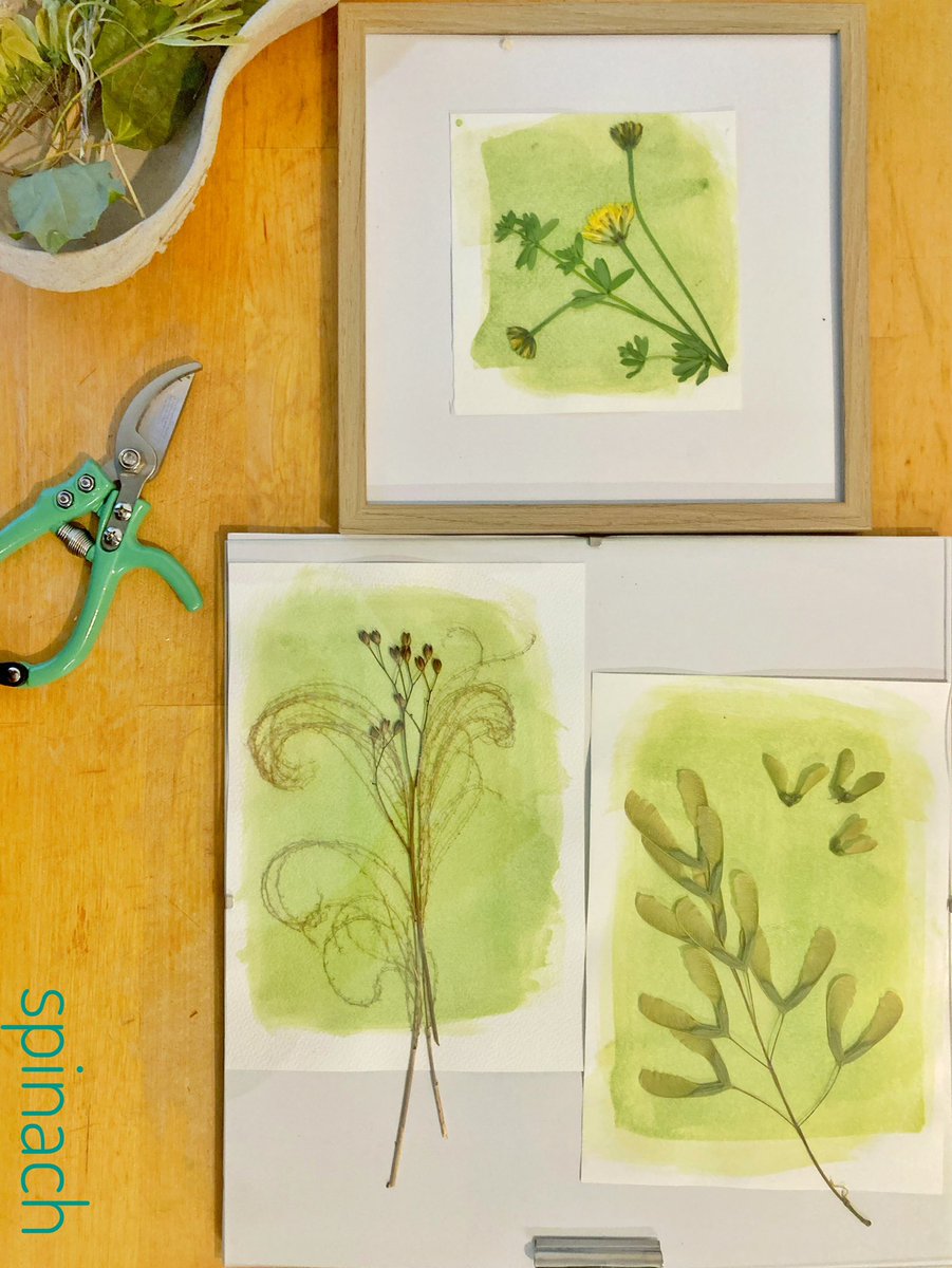 muse_cello's tweet image. #anthotype #epinard #empreinte #vegetal #soleil