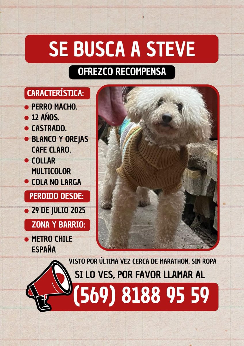 Chic@s ayuda!! Steve se perdió y su tutor lo busca desesperadamente, si lo ven retener y llamar al teléfono del afiche porfi 👇🙏 #Chile 
vm.tiktok.com/ZMSw1jbjy/