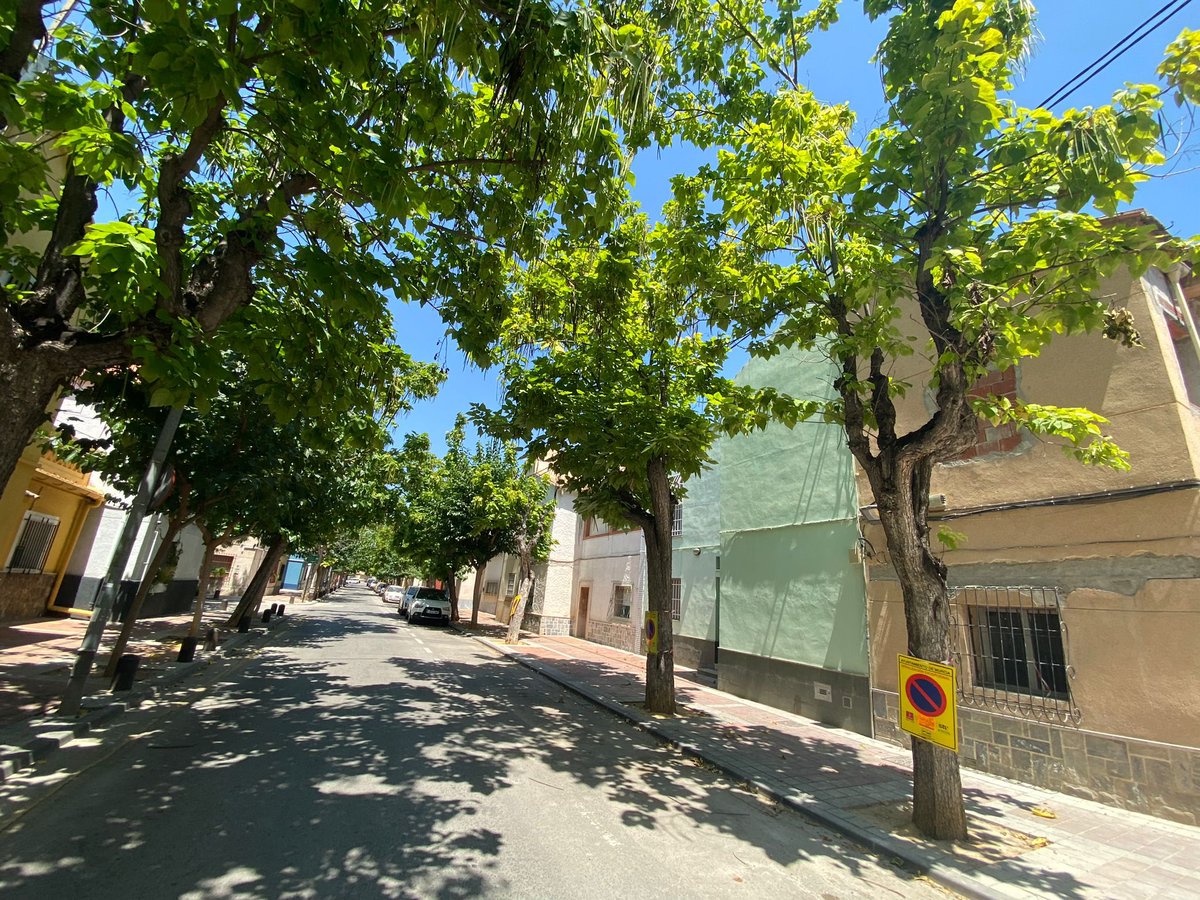 El <a href="/AytoMurcia/">Ayuntamiento de Murcia</a> parece no comprender la necesidad de  gestionar correctamente el arbolado del municipio y aumentar superficie de sombra con árboles sanos.
Nueva poda en agosto y en ola de calor:
Una gestión irresponsable y sin criterios técnicos.