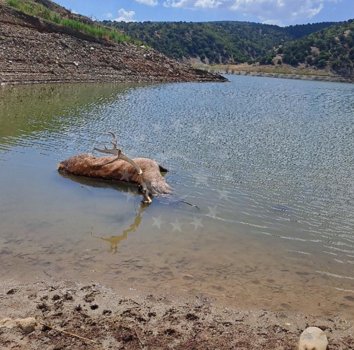 Afyonkarahisar barajda ölü geyik bulunmuş. Doğanın sabrı taştı. Bunlar son uyarılar. Harekete geçecek. Doğanın güçleri taş taş üstünde bırakmaz. Türk töresi şaşmaz. Anadolu Türklüğü ile oynamayın.