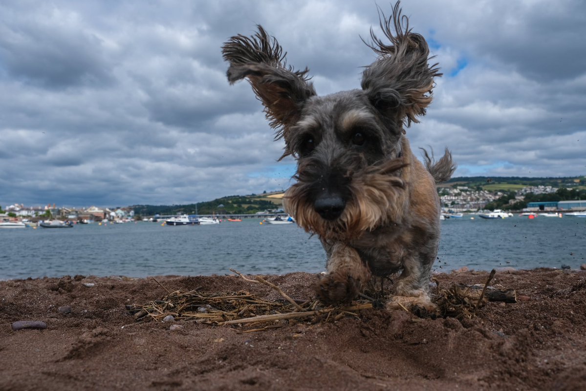 Flying Over Shaldon Bridge with ears like this is a breeze 🤩