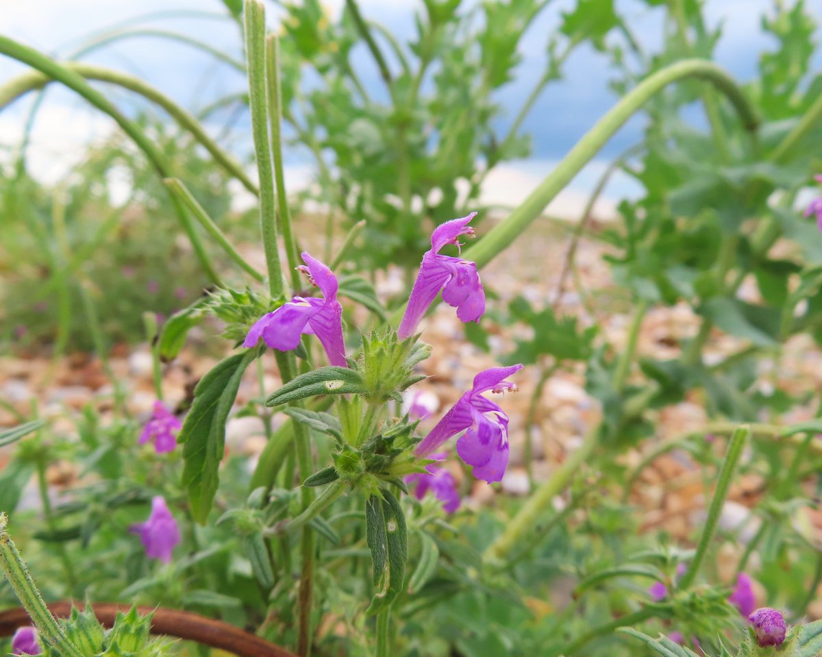 Red Hemp-nettle
Covering off a couple of weeks challenges 😎#deadnettlefamily &amp; #bythesea
#wildflowerhour