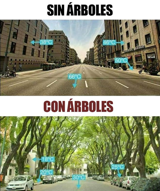 Con árboles 🌳🌳 vs sin árboles.