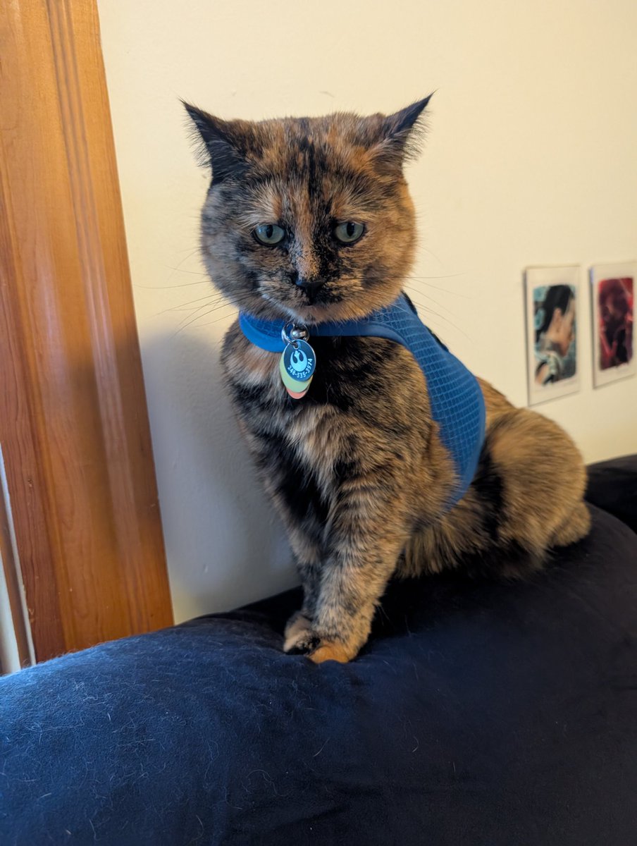 DanversMohawk's tweet photo. @ClaireMax Life has ups and downs. But these little guys are always there for us. Maybe hissing at us. But there for us. From a fellow tortie owner https://t.co/2VJHOCKdet