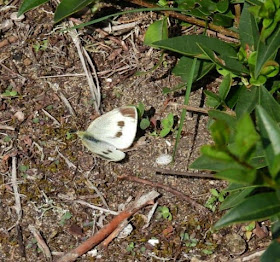 BC Suffolk Branch (@bc_suffolk) on Twitter photo This is an historic photo. Congratulations to William Brame (who took the photo) for realising this was a different white butterfly. Now confirmed by <a href="/chrisvanswaay/">Chris van Swaay</a> as a Southern Small White - the first seen in England. As it is a female let's hope it has been laying eggs. This is an historic photo. Congratulations to William Brame (who took the photo) for realising this was a different white butterfly. Now confirmed by <a href="/chrisvanswaay/">Chris van Swaay</a> as a Southern Small White - the first seen in England. As it is a female let's hope it has been laying eggs.