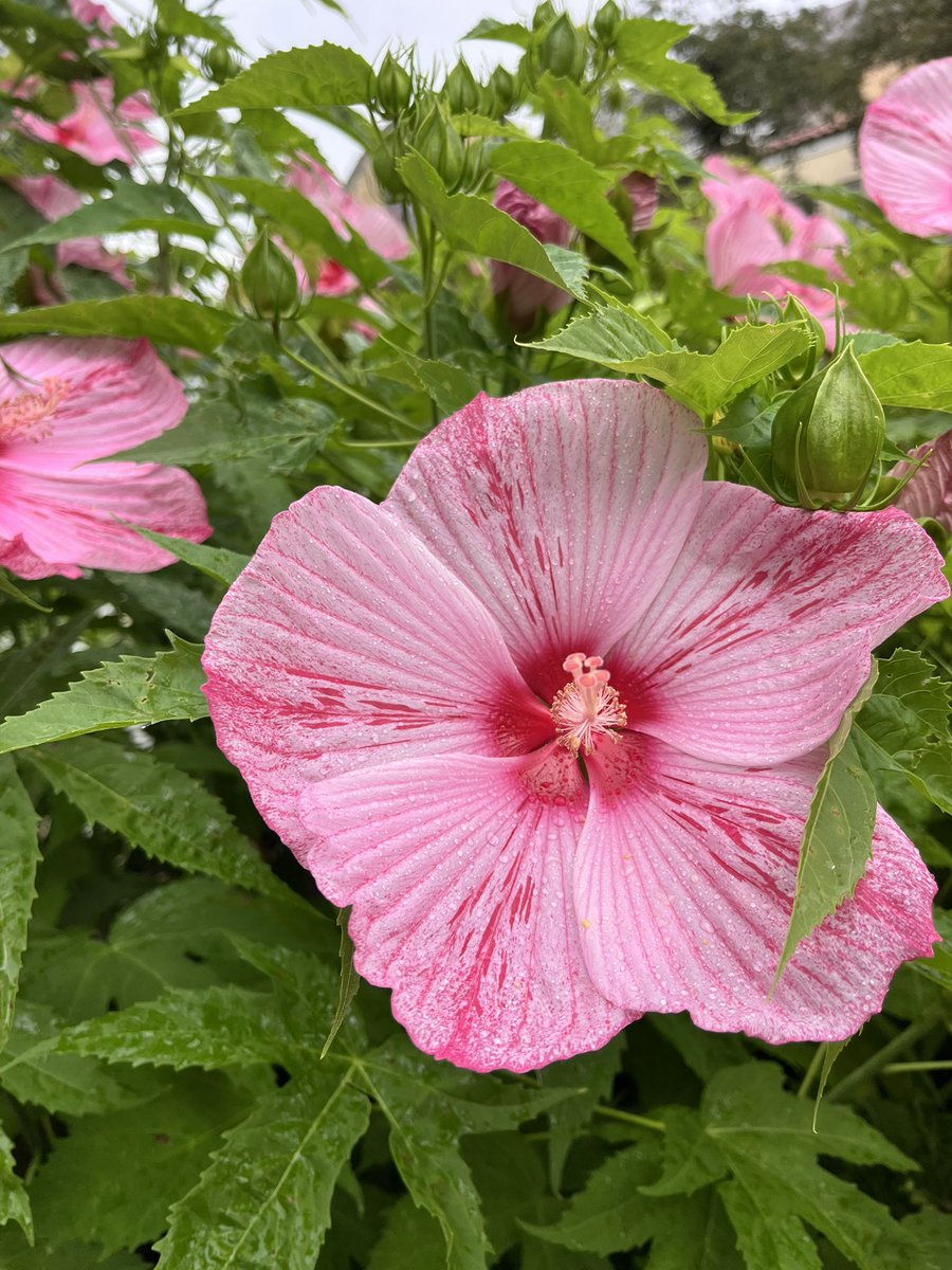 RejoicingReb M (@diligentbecca) on Twitter photo 