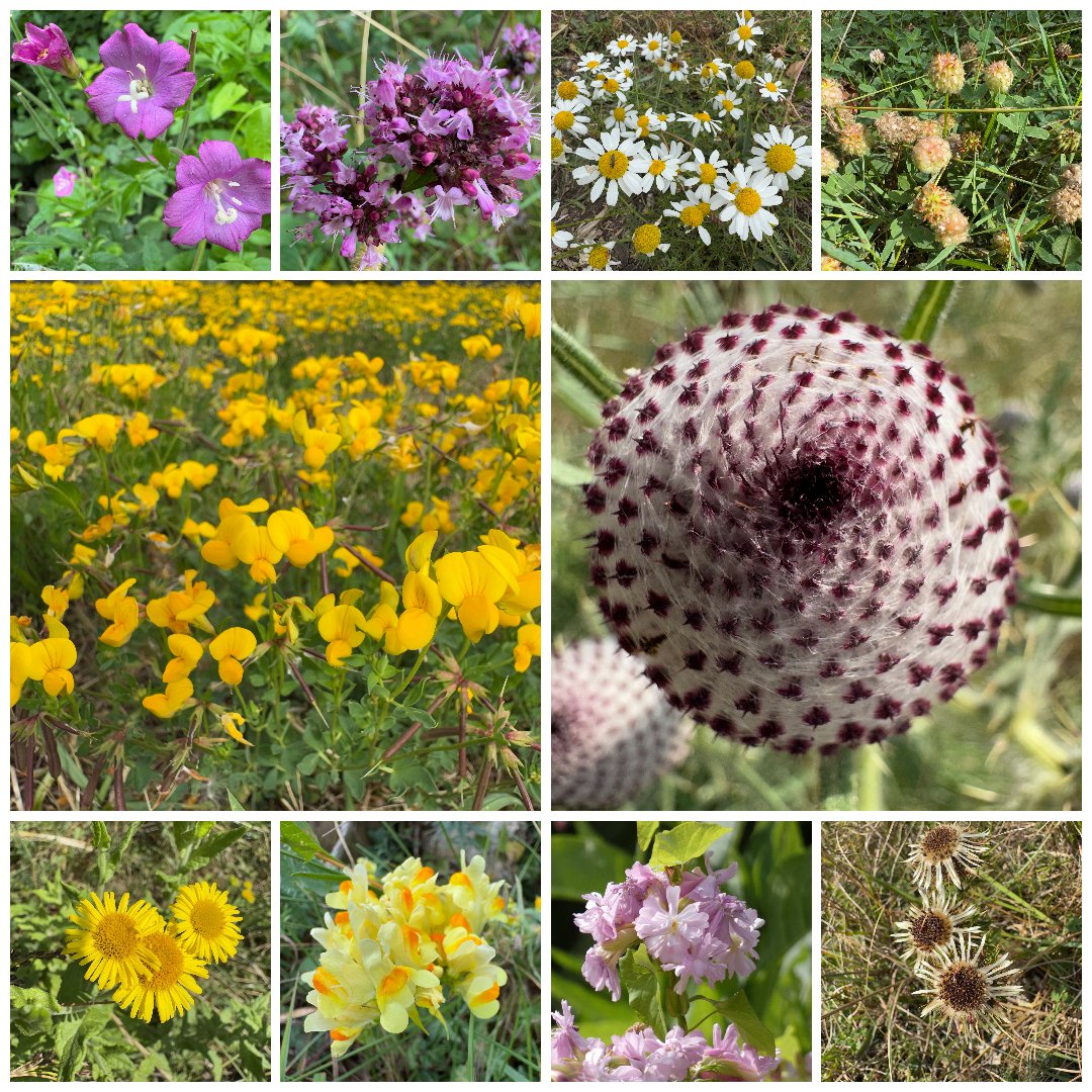 No chance of the #wildflowerhour challenge in N. Wilts, but saw these this week: Willowherb, Wild Marjoram, Scentless Mayweed, Strawberry Clover, Bird's-foot Trefoil, Woolly &amp; Carline Thistles, Common Fleabane, Common Toadflax; Soapwort. #WiltsBotSoc <a href="/BSBIbotany/">BSBI: Botanical Society of Britain & Ireland</a> <a href="/wildflower_hour/">wildflowerhour</a>